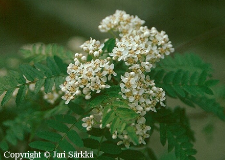 Sorbus frutescens (koehneana), (pikku)helmipihlaja.jpg